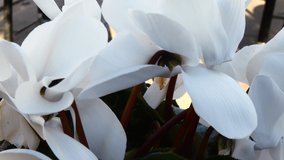 4K Video - White flower in the flowerbed.