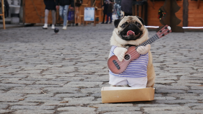 Cute funny pug dog earning with playing music wearing in costume with guitar on the city street, people on background Royalty-Free Stock Footage #1046051377