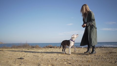 Sunny young girl in a raincoat runs and plays with an amstaff dog on the background of a wavy sea. Dog jump.