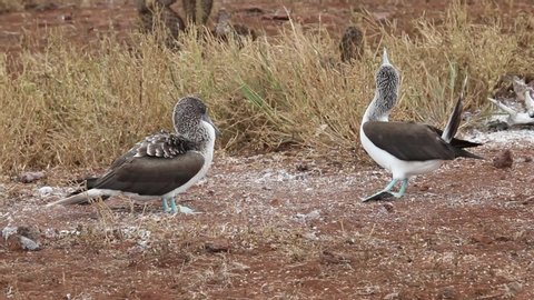 Blue-Footed Booby's in courtship display