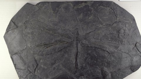 SEOUL, SOUTH KOREA - AUGUST 28, 2019: Fossilized remains of extinct dragonfly Meganeura in a natural history museum