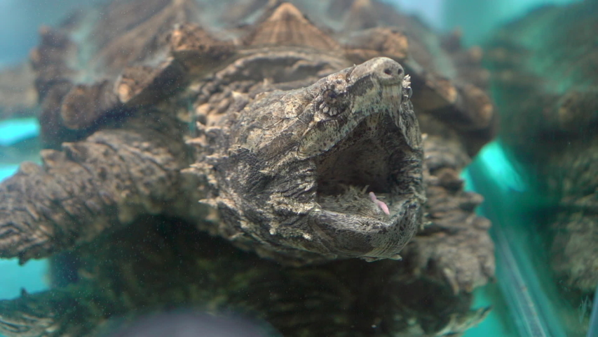 Alligator Snapping Turtle in a fish tank in a museum. Slowmotion shot