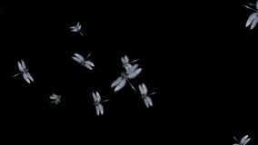 This stock motion graphics video shows dragonflies flying on an alpha channel background.
