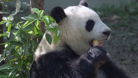 Giant panda bear eating bamboo. Adult panda sits leaning on a tree and eats his lunch. 4K, UHD