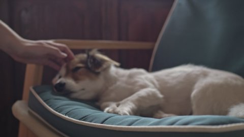 A close-up view of a girl's hand is petting her laying dog at the bedroom at home