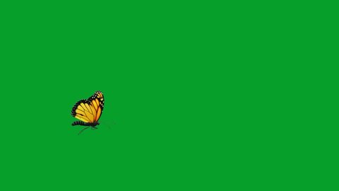 Flying butterfly with green screen background