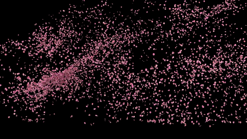 rose petals or pink cherry  blossoms  blizzard flying across screen isolated on black, seamless loop (4k, Alpha matte)
 Royalty-Free Stock Footage #1046105470