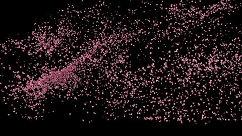 rose petals or pink cherry  blossoms  blizzard flying across screen isolated on black, seamless loop (4k, Alpha matte)
