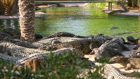Crocodiles eat meat on a crocodile farm