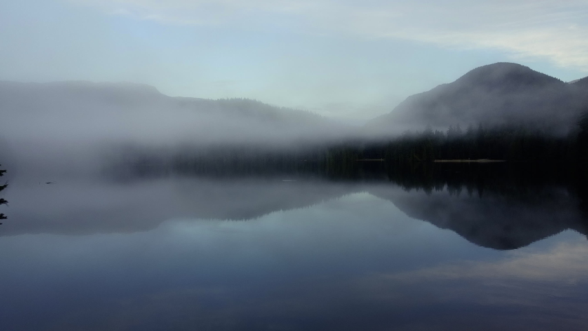 Fog clear. Мадейра туманные леса фото. Тлён мертвый лес. Спрей fog clear. Fog clear.