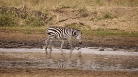 Kruger National Park / South Africa    ,  video of animals in  Kruger National Park   , taken by drone camera 