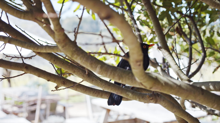 Blackbird Sitting in Small Tree