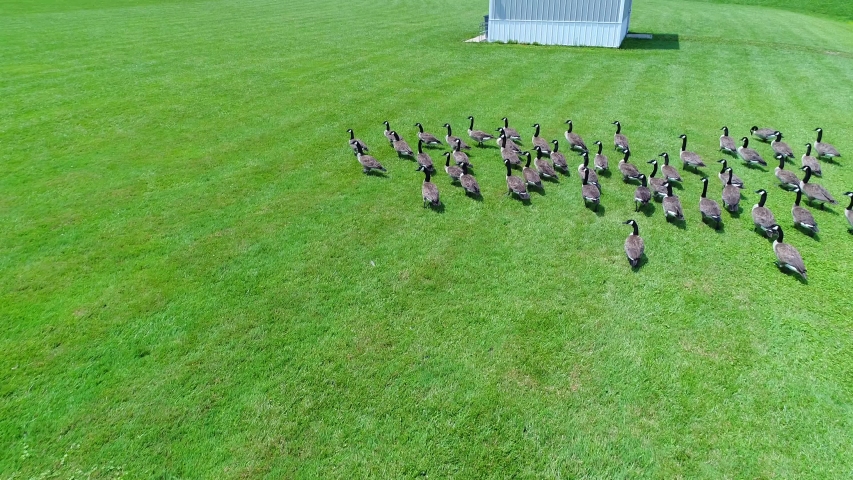 This is an aerial close up shot of ducks walking around in a field