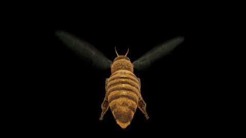 Flying honey bee endless loop animation with clean alpha
4k footage shot from behind , you can use it for a close-up shot. It also comes with alpha channel so you can add background