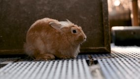 Sick brown rabbit stay with relax emotion near the wood box with evening light. Concept of easter animal with cute and lovely action and for insert footage.