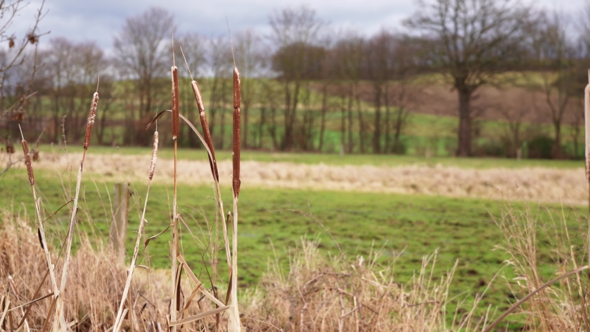 Norfolk Reed in a germany landscape