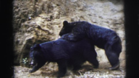 CALCUTTA INDIA-1962: Black Bear Cubs Playing Walking Tussling Together Outdoors Rocky Aea
