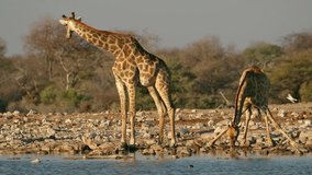 Giraffes (Giraffa camelopardalis) drinking water at a waterhole, Etosha National Park, Namibia 