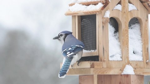 Blue Jay eating seeds on a bird feeder on a cold, snowy, winter day