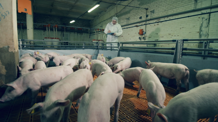 Farm worker is doing a check-up of the pigs. Pig farmer checking pigs at farm. Royalty-Free Stock Footage #1046210368