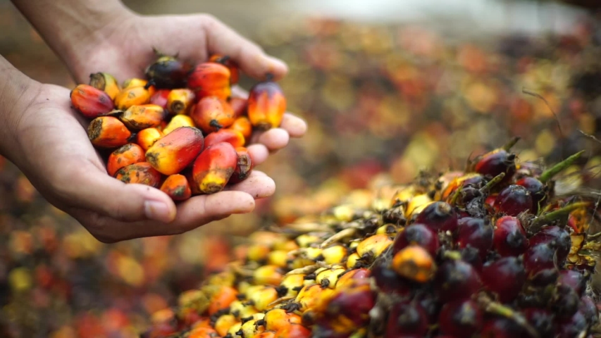 Close up hand with Oil Palm Fruits  Royalty-Free Stock Footage #1046215285