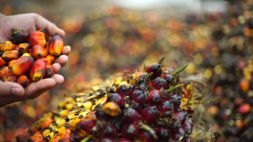 Close up hand with Oil Palm Fruits bokeh background Royalty-Free Stock Footage #1046215288