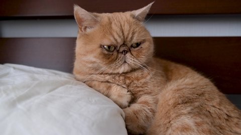 Exotic Shorthair Stock Video Footage - 4K and HD Video Clips | Shutterstock