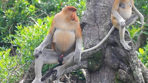 25 Erect Monkey Stock Video Footage - 4K and HD Video Clips | Shutterstock 25 Erect Monkey Stock Video Footage - 4K and HD Video Clips | Shutterstock