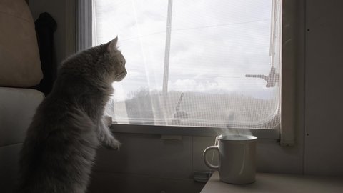 The home-made furry cat on the windowsill looks out the window. The motorhome. Camper. Rv. Van. A wild animal. 