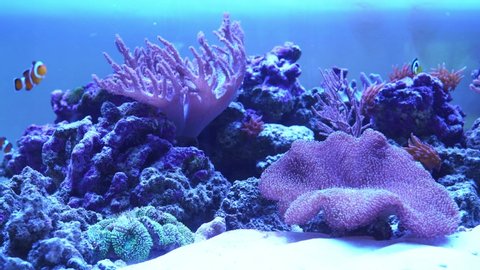 Front view of amazing saltwater coral reef aquarium. Close up motion of colorful exotic tropical nemo fish moving underwater. Concept of underwater life, animals.