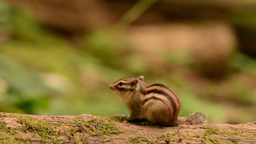 Siberian Chipmunk on a fallen tree.
