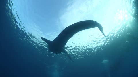 whaleshark feeding and diving big fish underwater snorkelling people watching