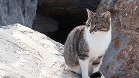 Video of a cat meowing in a stone of the cove of Port Ginesta in Barcelona