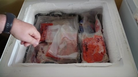 Andover , IL / United States - 11 01 2019: A masculine hand opening a small deep freezer and displaying the frozen contents