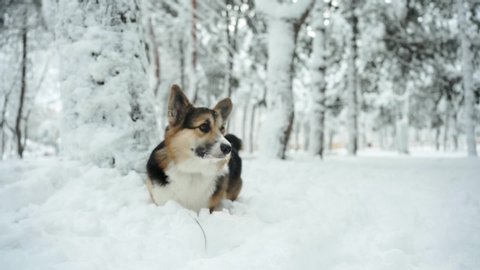 funny and curious tricolor Pembroke Welsh Corgi dog walking outdoors in deep snow in park at winter day and seeks out something and sniffs. slow motion low point view