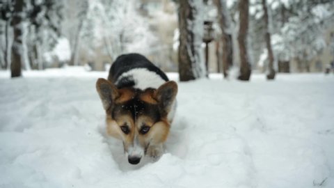 cute funny and curious tricolor Pembroke Welsh Corgi dog walking outdoors in deep snow in park at winter day and seeks out something and sniffs. slow motion low point view