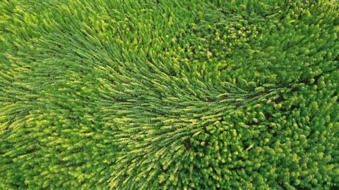 Trippy aerial view of beautiful marijuana CBD hemp field affected by wind
