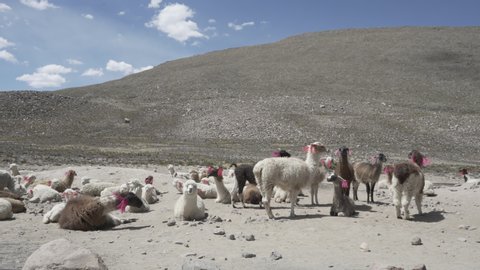 Herd of llamas with ear markers in the highlands of the Andes Mountains in Peru between Arequipa, Chivay and the Colca Canyon