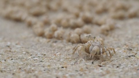 Ghost crab or Sand crab or Wind crab or Sand bubbler crabs or sand-bubblers feed by filtering sand through their mouthparts on sand tropical beach near burrow.