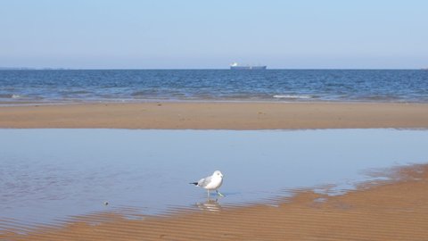 Seagulls walk, fly, and scavenge on the beach in Norfolk Virginia 