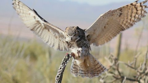 Great Horned owl, wings extended, lands on branch of dead cholla cactus, eats treat, flies away. 1080p