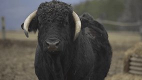 Organic animal husbandry, bull in the pen stock video. 