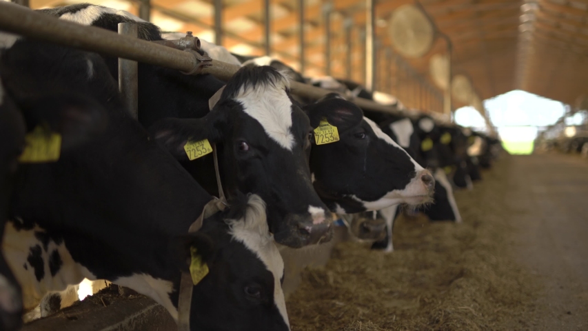 Sustainable dairy farming, cow stock footage. Royalty-Free Stock Footage #1046283151
