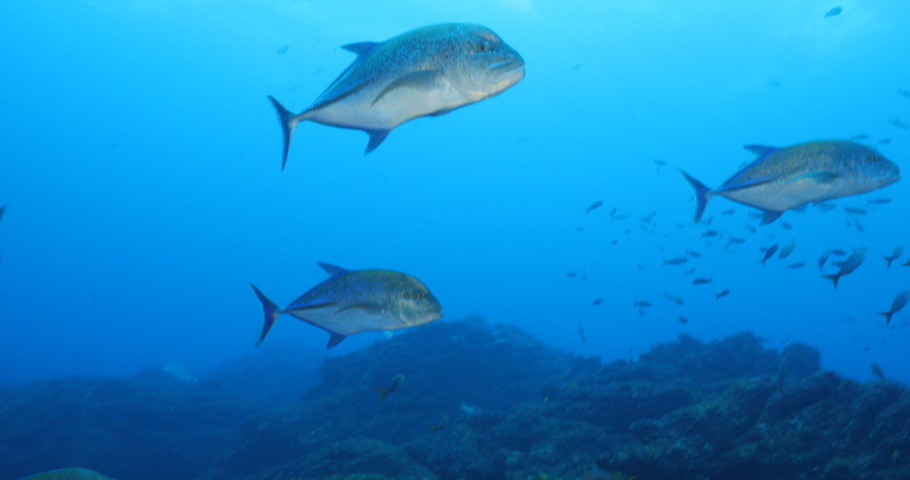 Trevally jacks fron the revillagigedo archipelago, Mexico.