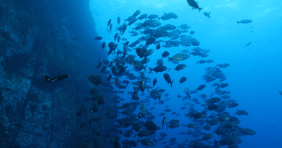 Trevally jacks fron the revillagigedo archipelago, Mexico.