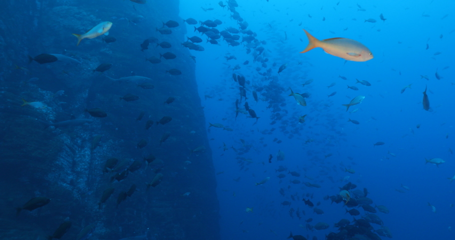 Trevally jacks fron the revillagigedo archipelago, Mexico.