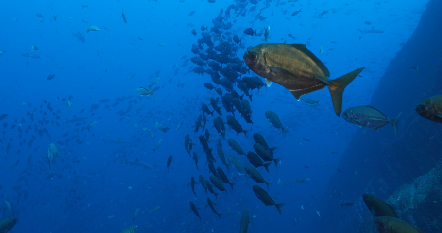 Trevally jacks fron the revillagigedo archipelago, Mexico.