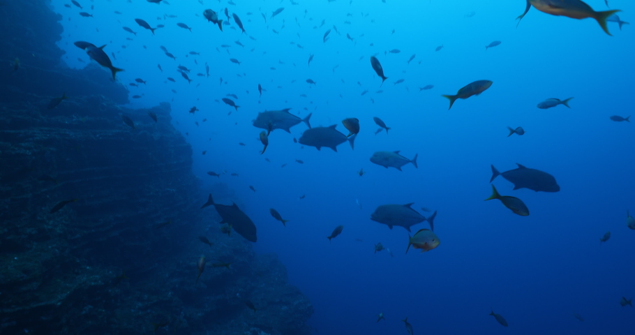 Trevally jacks fron the revillagigedo archipelago, Mexico.