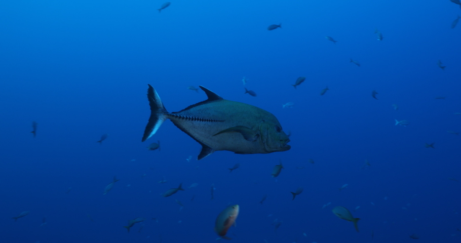 Trevally jacks fron the revillagigedo archipelago, Mexico.