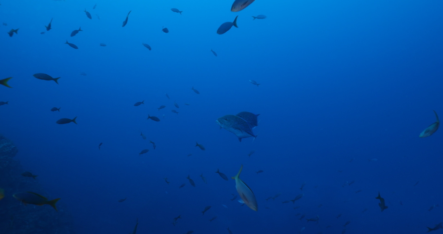 Trevally jacks fron the revillagigedo archipelago, Mexico.